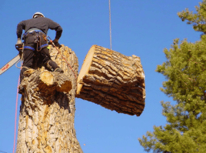 tree trimming services | Sugarland, TX