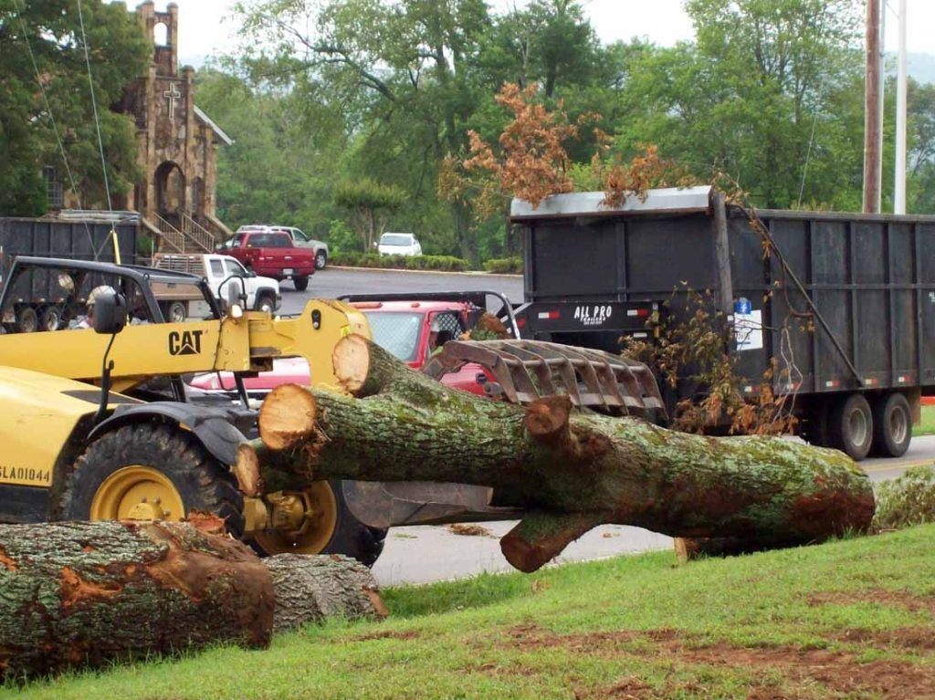 Lot Clearing | Hollow Tree Service